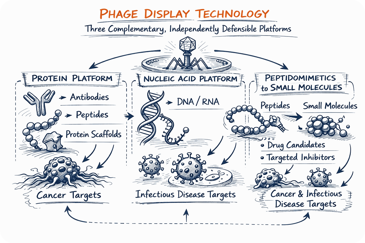 Phage Display Technology